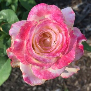 Meet your Posher, Lilly